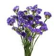 thumbnail image 1 of Statice, Purple (200 stems), 1 of 3