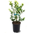 thumbnail image 1 of Live 1 Gal. Brightwell Rabbiteye Blueberry Plant in Growers Pot, 1 of 4