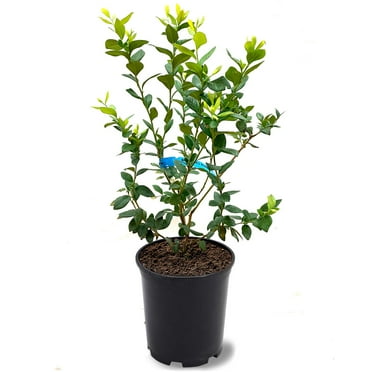 Live 1 Gal. Brightwell Rabbiteye Blueberry Plant in Growers Pot