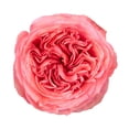 thumbnail image 2 of Member's Mark Ecuadorian Premium Roses, choose color variety and stem count, 2 of 6