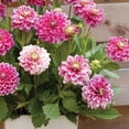 thumbnail image 4 of Member's Mark Balcony Dahlia Mardi Gras Blend Dormant Bulbs, 8pk, 4 of 9