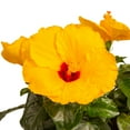 thumbnail image 3 of Costa Farms 1-Gallon Tropical Hibiscus Premium HibisQs, 3 of 6