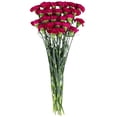 thumbnail image 3 of Member's Mark Carnations, choose color and stem count, 3 of 7