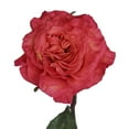 thumbnail image 1 of Member's Mark Garden Roses, 36 stems, Choose color variety, 1 of 6