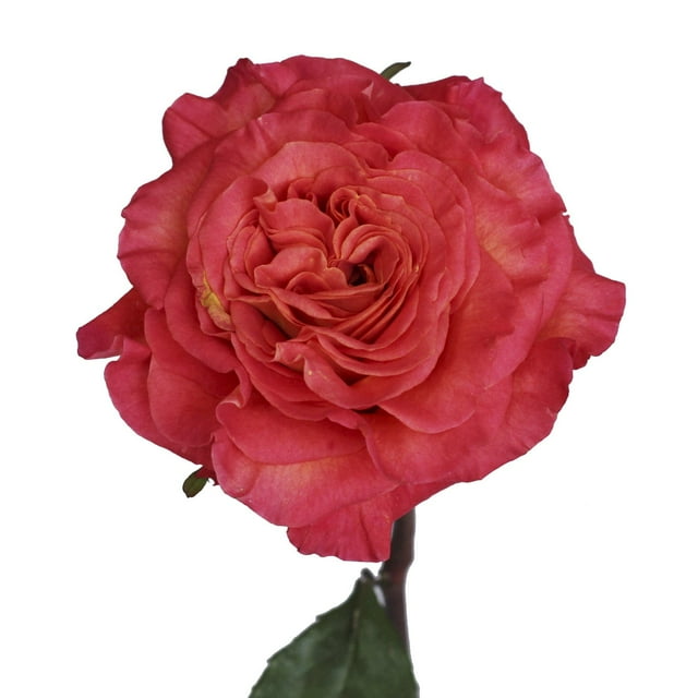 Member's Mark Garden Roses, 36 stems, Choose color variety