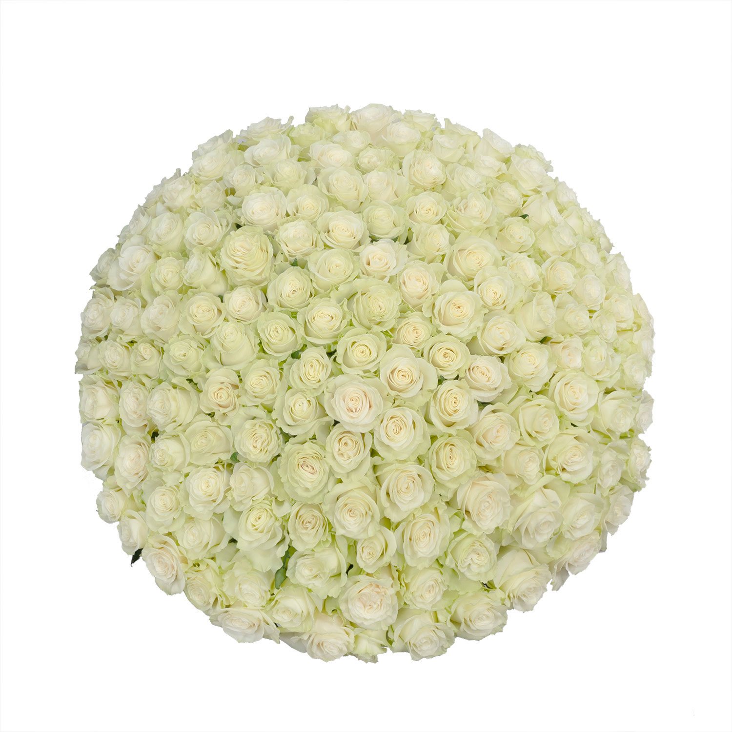 Member's Mark Ecuadorian Premium Roses, choose color variety and stem ...