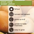 thumbnail image 8 of Member's Mark Garlic, Onions & Shallots, 200pk, 8 of 10