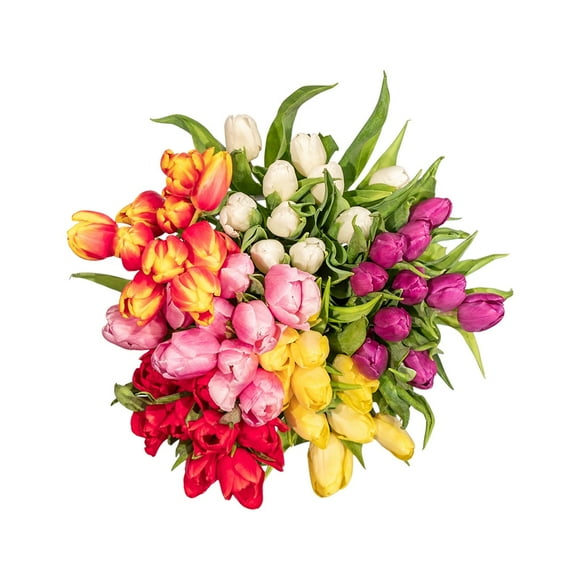 Member's Mark Tulips, 50 stems