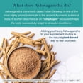 thumbnail image 5 of Youtheory Ashwagandha Gummies, Mixed Berry, 150 ct., 5 of 7