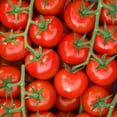 thumbnail image 4 of Cocktail Tomatoes On The Vine, 2 lbs., 4 of 7