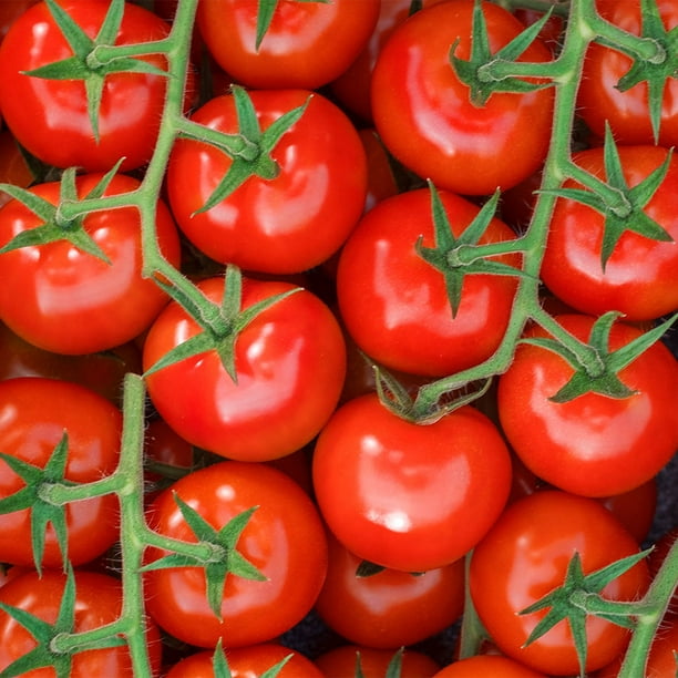 Cocktail Tomatoes On The Vine, 2 lbs. - Samsclub.com