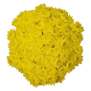 Member's Mark Football Mums, choose color and stem count