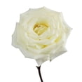 thumbnail image 6 of Member's Mark Garden Roses, 36 stems, Choose color variety, 6 of 7
