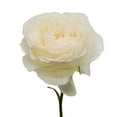 thumbnail image 3 of Member's Mark Garden Roses, 36 stems, Choose color variety, 3 of 6