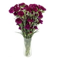 thumbnail image 3 of Member's Mark Mini Carnations, Choose color and stem count, 3 of 6