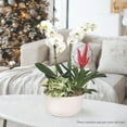 thumbnail image 4 of Live Assorted 10" Phaelenopsis Orchid in Ceramic Pot, Duo, 4 of 6