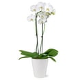 thumbnail image 1 of Just Add Ice Live White Orchid in White Ceramic Pottery, 24" Tall, 1 of 7