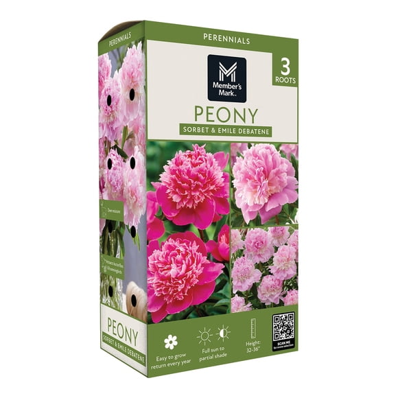 Member's Mark Double Peonies Sorbet & Emile Debatene Dormant Bulbs, 3pk