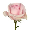 thumbnail image 3 of Member's Mark Roses and Petals Combo, 75 stems+ 2,000 petals, choose color, 3 of 4