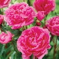 thumbnail image 4 of Member's Mark Peonies Bowl of Beauty & Margaret Truman Dormant Bulbs, 3pk, 4 of 10