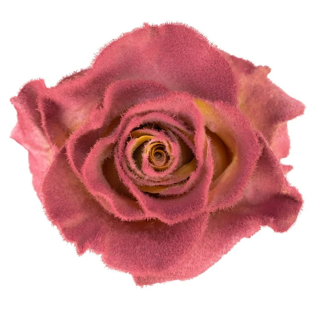 Member's Mark Farm Fresh Velvet Roses, choose color and stem count
