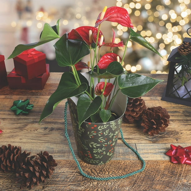 Just Add Ice 5" Anthurium Grab N' Go Gift Bag - Samsclub.com