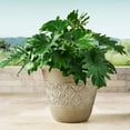 thumbnail image 3 of Member's Mark 22" Garden Planter, 3 of 6
