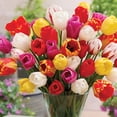 thumbnail image 5 of Member's Mark Tulip Longstemmed Blend Dormant Bulbs, 40pk, 5 of 9
