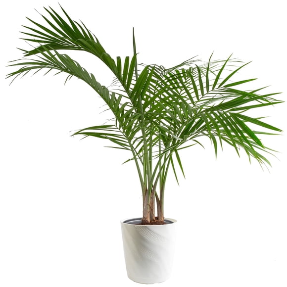 Costa Farms 10" Majesty Palm in Decorative Pot