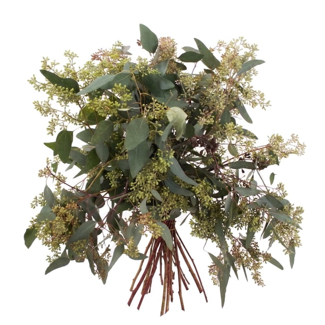 Member's Mark Seeded Eucalyptus Greenery, 40 stems