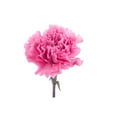 thumbnail image 1 of Member's Mark, Fancy Carnation 22 stem, 1 of 3