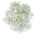 thumbnail image 1 of Member's Mark Gypsophila, choose variety and quantity, 1 of 1