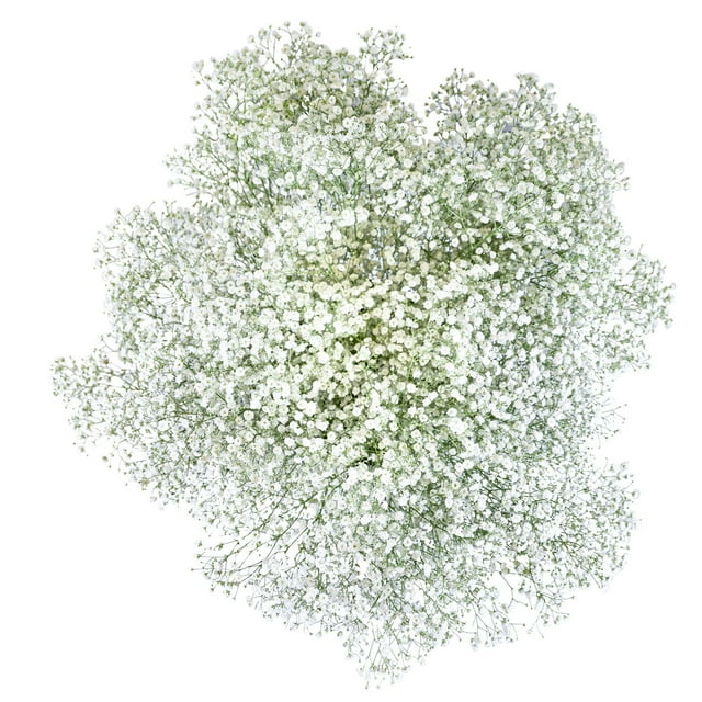 Member's Mark Gypsophila, choose variety and quantity