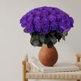thumbnail image 3 of Member's Mark Farm Fresh Velvet Roses, choose color and stem count, 3 of 9
