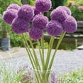 thumbnail image 5 of Member's Mark Allium Purple Sensation Dormant Bulbs, 40pk, 5 of 9