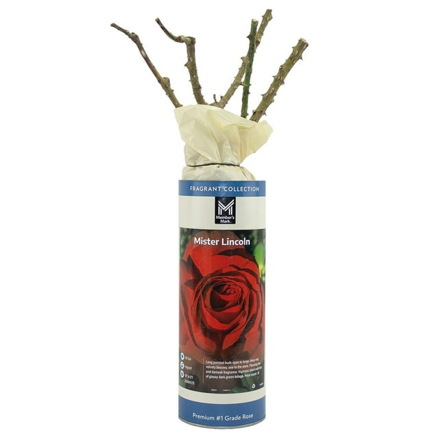 Member's Mark Fragrance Collection, Dormant Rose Bush