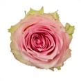 thumbnail image 3 of Member's Mark Ecuadorian Premium Roses, choose color variety and stem count, 3 of 9