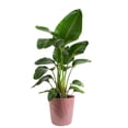 thumbnail image 1 of Costa Farms 10" Bird of Paradise Tropical Plant in Decorative Pot, 1 of 9