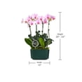 thumbnail image 5 of 10" Pink Orchid Planter in Bistro Green Pot, 5 of 5
