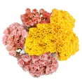 thumbnail image 1 of Member's Mark Spray Roses, Choose color variety and stem count, 1 of 3