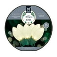 thumbnail image 5 of Member's Mark 50ct LED C9 Lights, 21' Lighted Length, Assorted Colors, 5 of 7