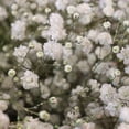 thumbnail image 3 of Member's Mark Enhanced Gypsophila, choose color and stem count, 3 of 3