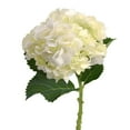 thumbnail image 3 of Member's Mark Hydrangeas, choose color and stem count, 3 of 5