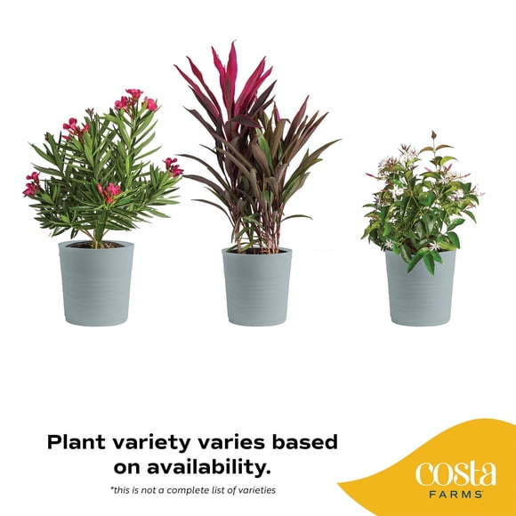 Costa Farms Live 10" Assorted Tropical Patio Plant