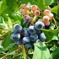 thumbnail image 2 of Live 1 Gal. Brightwell Rabbiteye Blueberry Plant in Growers Pot, 2 of 4