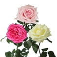 thumbnail image 2 of Member's Mark Garden Roses, 36 stems, Choose color variety, 2 of 6