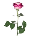 thumbnail image 3 of Member's Mark Illusion Roses, choose color and stem count:- 100, Purple, 3 of 8