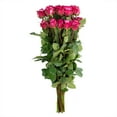thumbnail image 5 of Member's Mark Ecuadorian Premium Roses, choose color variety and stem count, 5 of 8