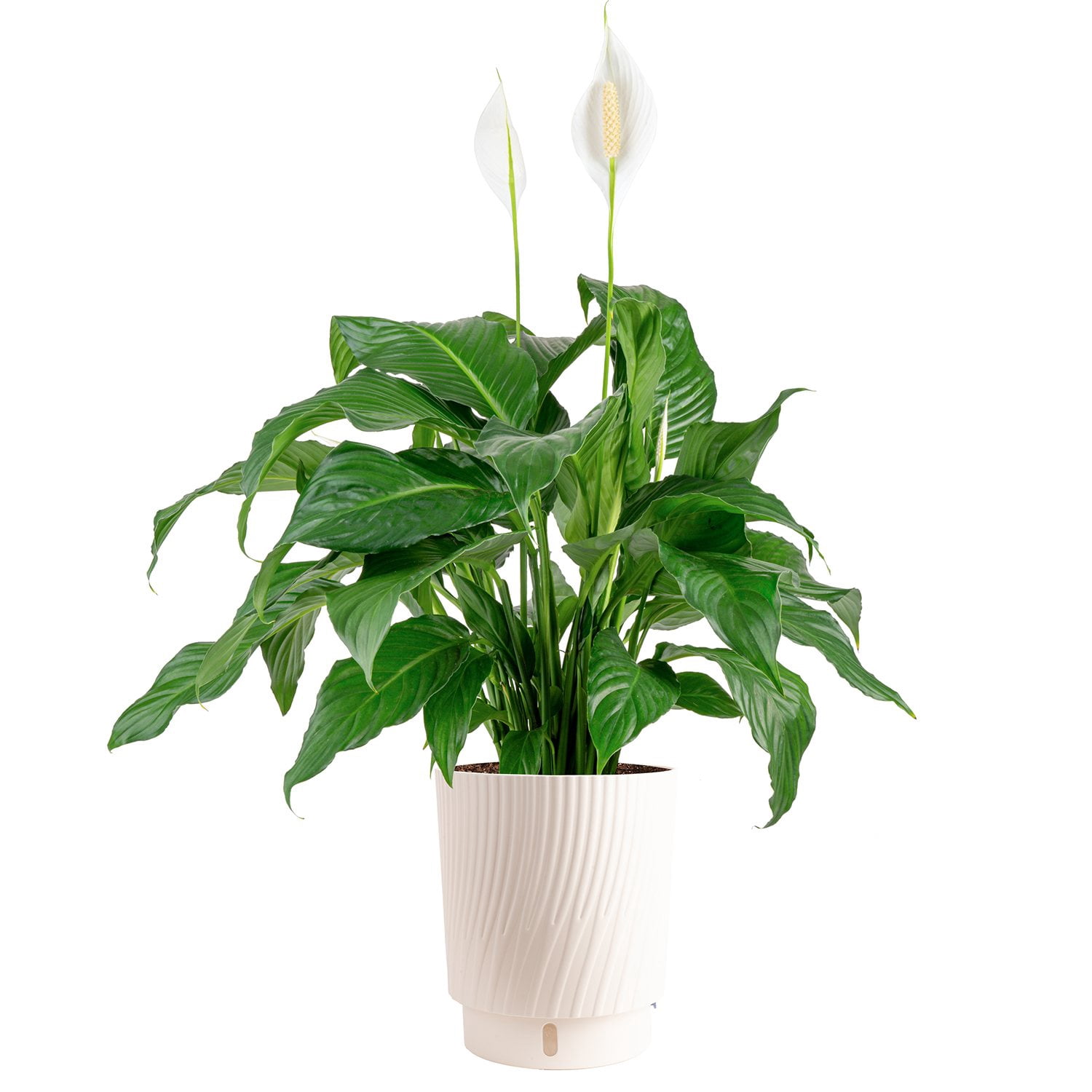 Lily　20粒×10シート　4セット分 Domino Peace Lily | Variegated Air Purifying and Easy Care