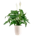 thumbnail image 1 of Costa Farms 10" Peace Lily in Self-Watering Pot, 1 of 10